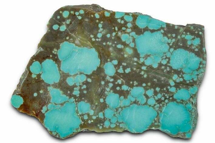 Polished Turquoise Section - Number Mine, Carlin, NV #331168